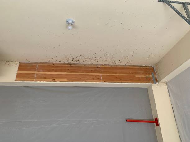 Professional Mold Removal in Worthington, MN