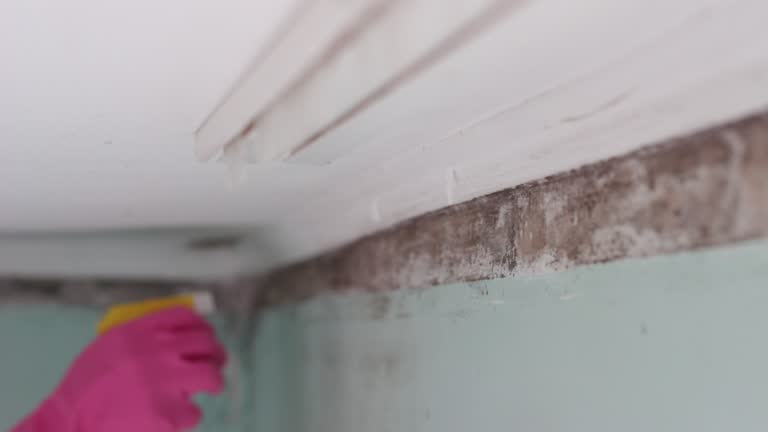 Best Emergency Mold Remediation  in Worthington, MN